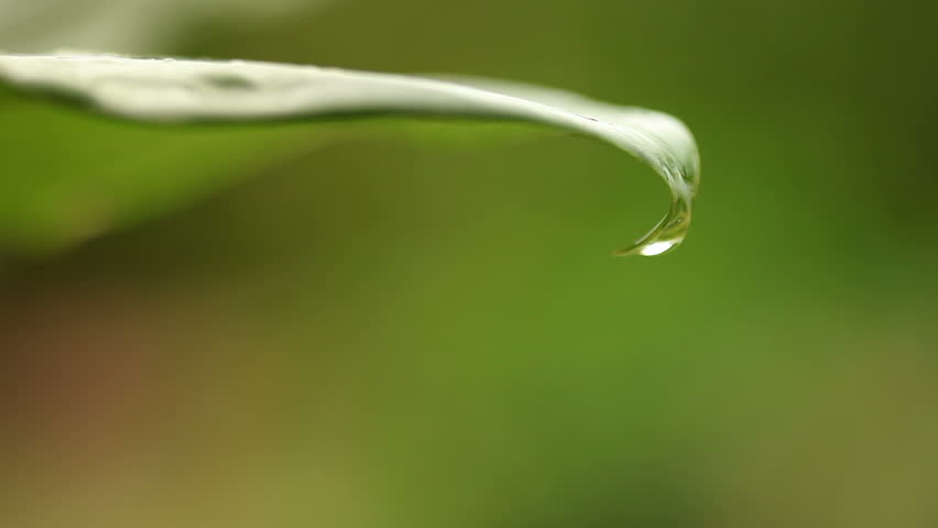 Rain Drops on Fresh Green Leaf (Real time HD) Extreme close up of Rain drop falling over fresh green leaf with extreme shallow depth of field.