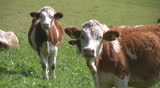 Cattle in the Austrian Alps - HD 1080 progressive