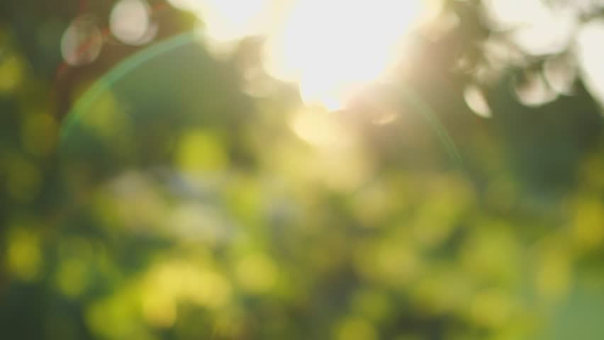 Beautiful out of focus sunset. Sun shine thorugh the blowing on wind tree leaves
