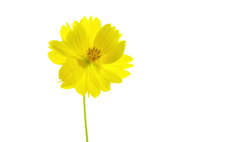 one yellow flower withering on white- time-lapse
