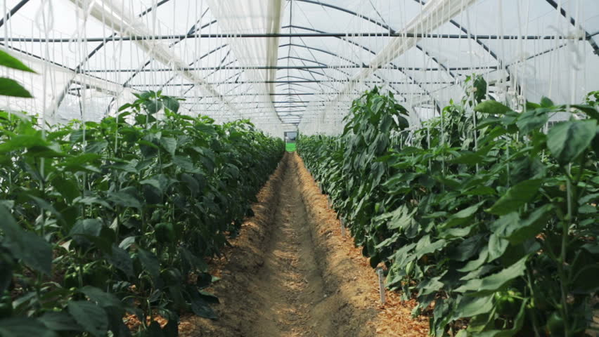 Inside the greenhouse with seedlings