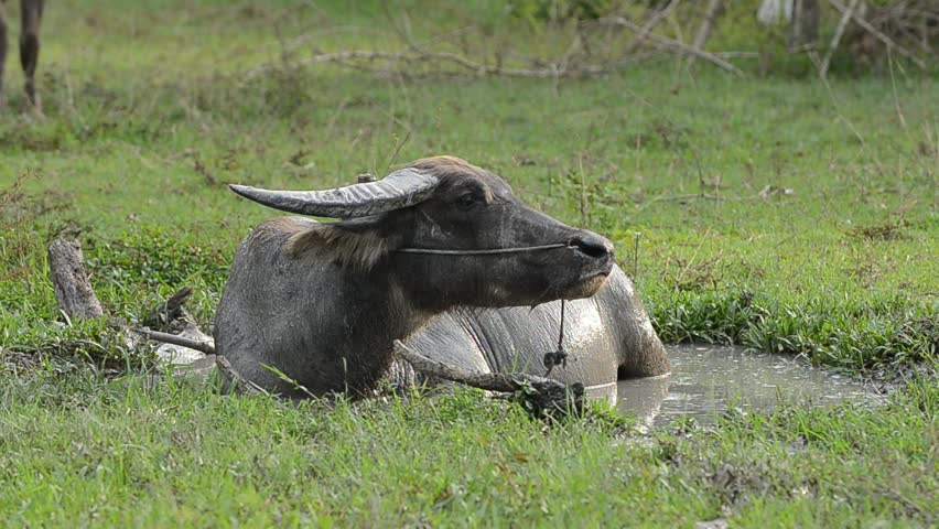 Buffaloes in a field of grass