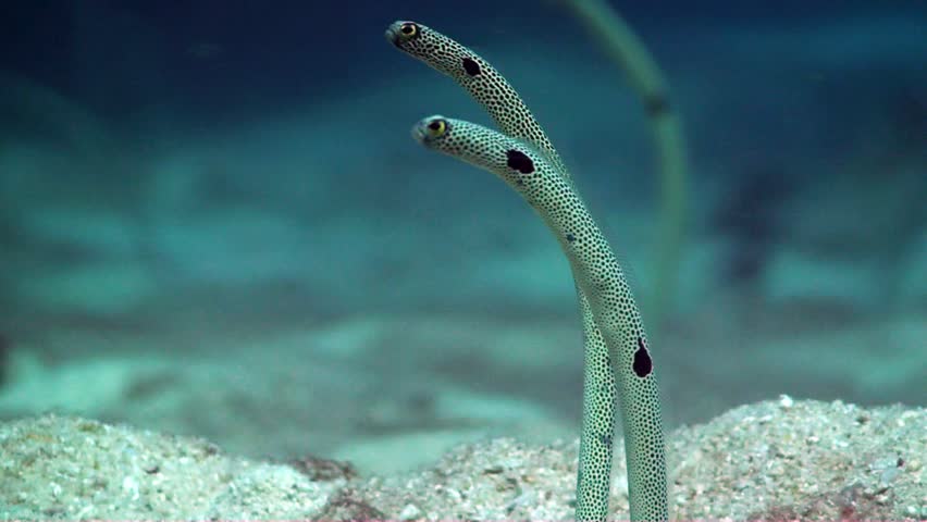 Close up of Garden eels feeding on passing scraps on the sandy sea bed in the Coral sea.
Great barrier reef Australia.
