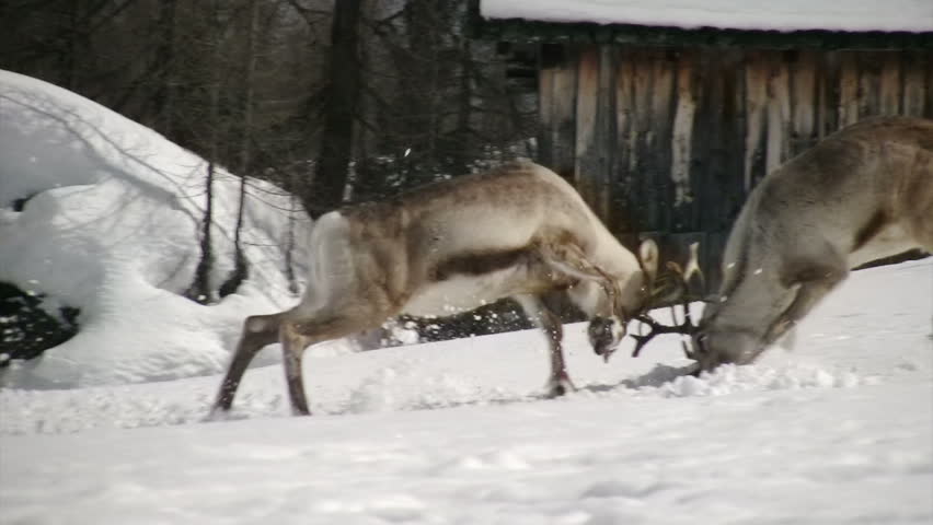 reindeer fight first part