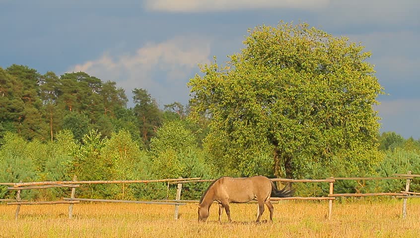 horse in a field, farm animals series 