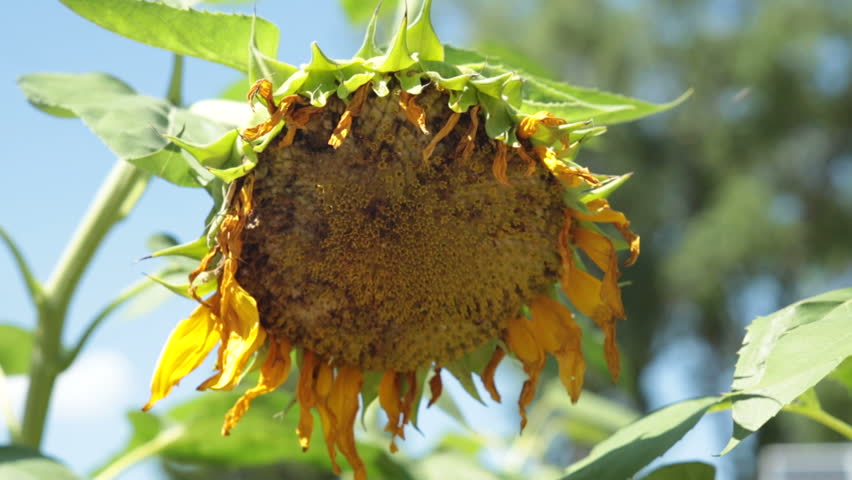A wilting Sunflower swaying in a summers end breeze.