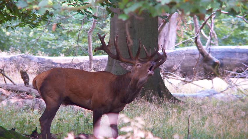 red deer rutting season