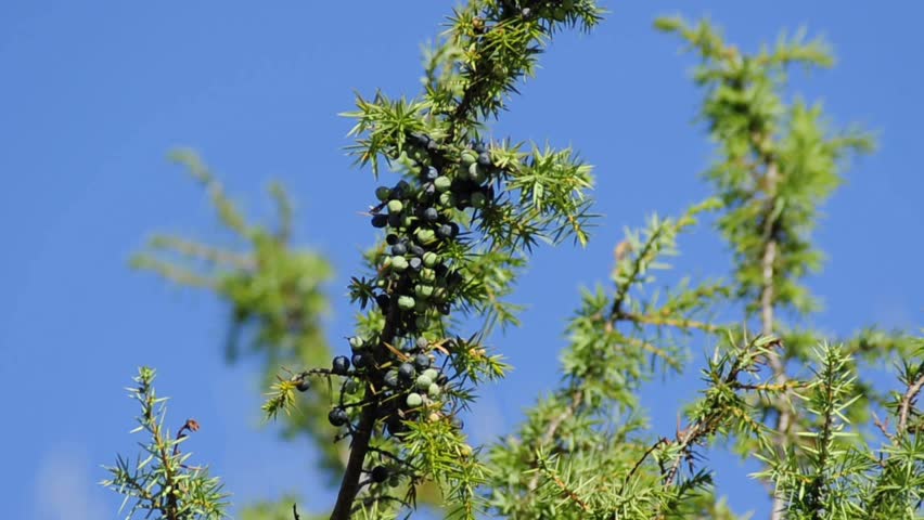 juniper berries