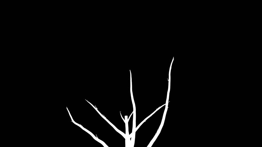 Growing up tree animated in x-ray with white mask channel
