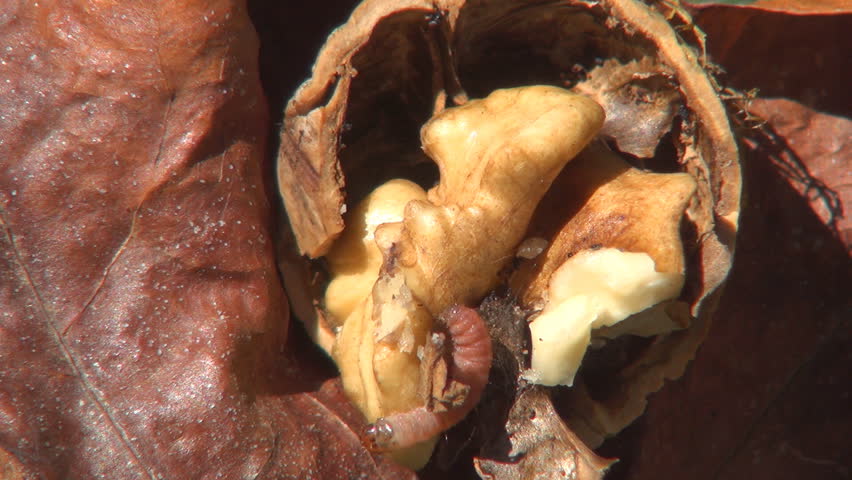 Worm Eaten Nut, Maggoty, Grubby Nut, Maggot