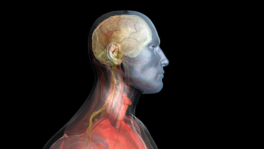 3D visualisation of serotonin and dopamine release from the nervous system into the brain's cortexes causing a chemical change in thought pattern