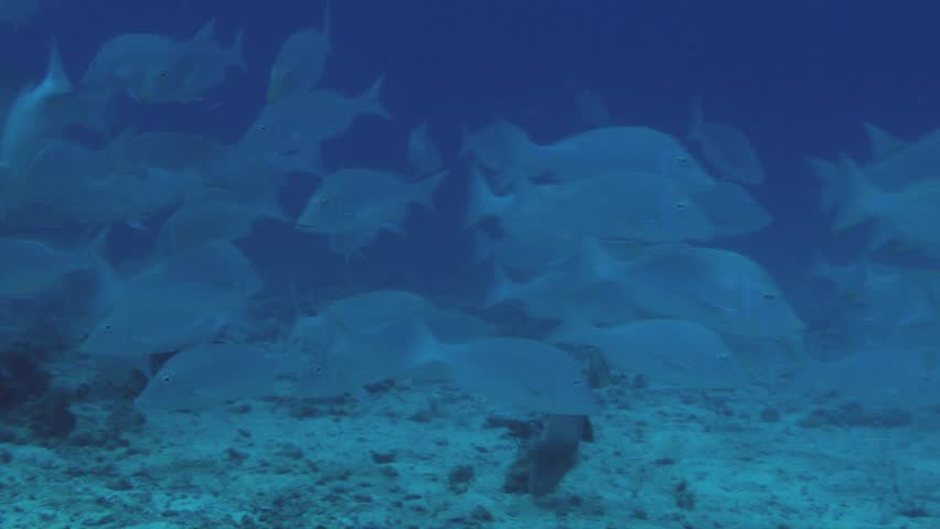 A school of tasty Emperors forage for food in the sandy patches of the reef.