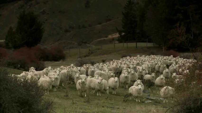 Cadrona, New Zealand, June 2011. Zoom out from sheep standing in the historic gold mining valleys and high country farm plateaus of Cadrona with a backdrop of the Cardrona mountains.