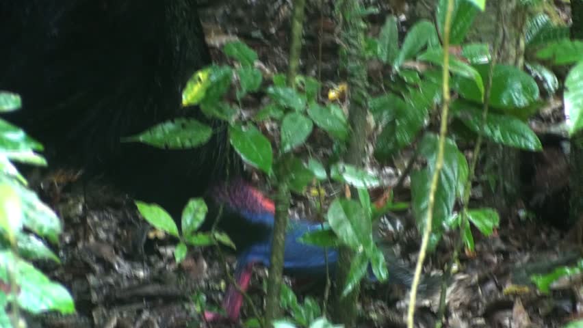 A Wild Southern Cassowary in the Australian rain forest. Feeding in the Daintree rain forest.