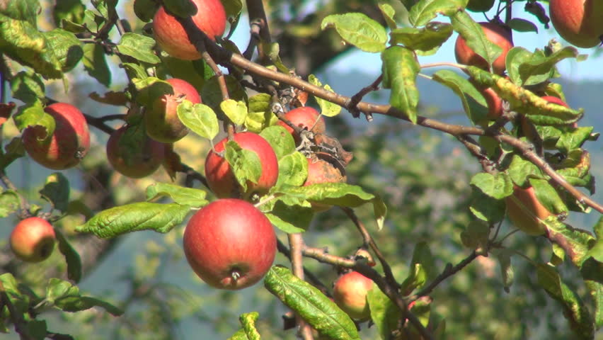 Apple Tree, Branches of Apples, Ecological Apples, Organic Fruits, Apple Orchard