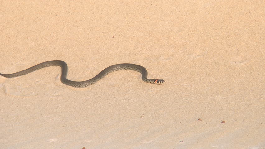Snake lies on the sand. Handheld. Natrix. Kingdom: Animalia. Type: Chordates. Subtype: Vertebrates. Class: Reptiles. Order: Scaled. Suborder: Snakes. Family: Uzheobraznye.