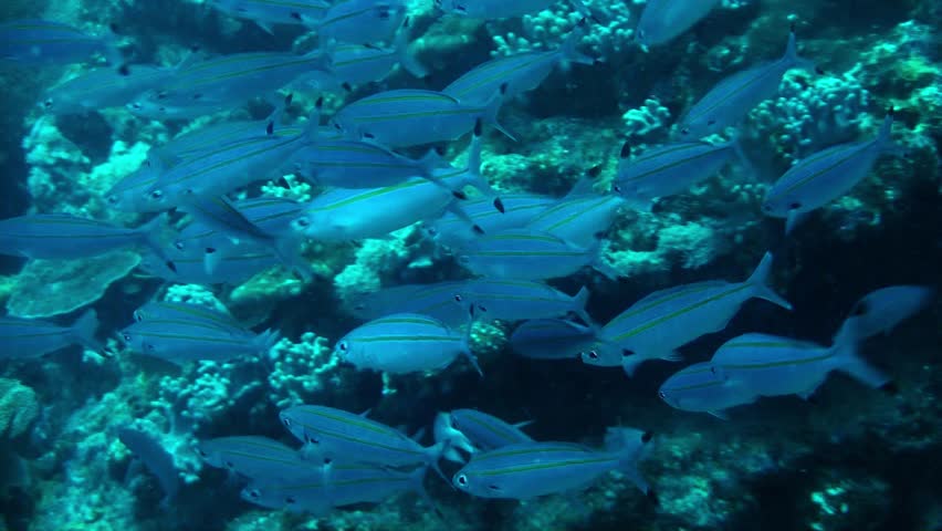Thousands of small banana fusiliers school together for protection on the great barrier reef Australia. They constantly eat plankton while trying to avoid large predatory fish.