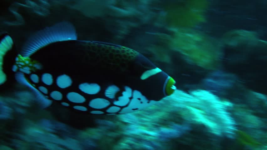 The amazingly marked clown trigger fish looking for food on the great barrier reef. 