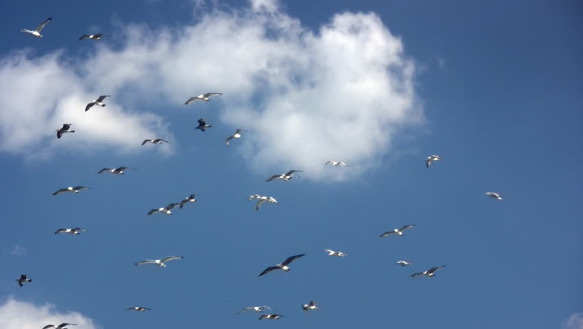 Group of seagulls hovering about 