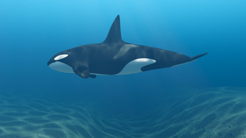 Killer Whale Swimming Underwater Seamless Loop with Alpha Map