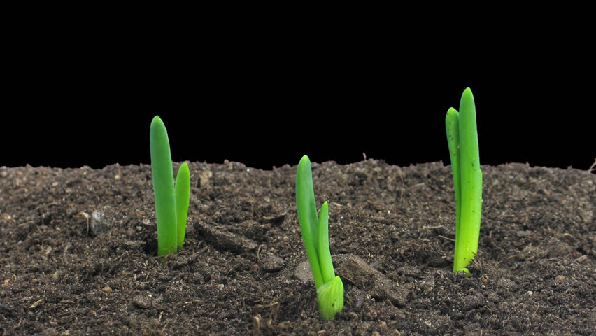 Time-lapse of growing onion sprouts 4a1 in PNG+ format with alpha transparency channel isolated on black background.
