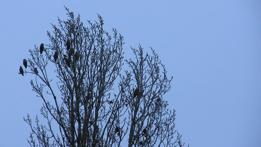 HD silhouettes. Birds are flying away from the tree