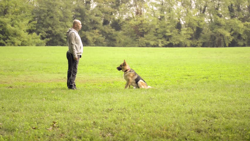 Man and pet, dog trainer feeding and doing exercise with German Shepherd. Dolly and crane shots in sequence
