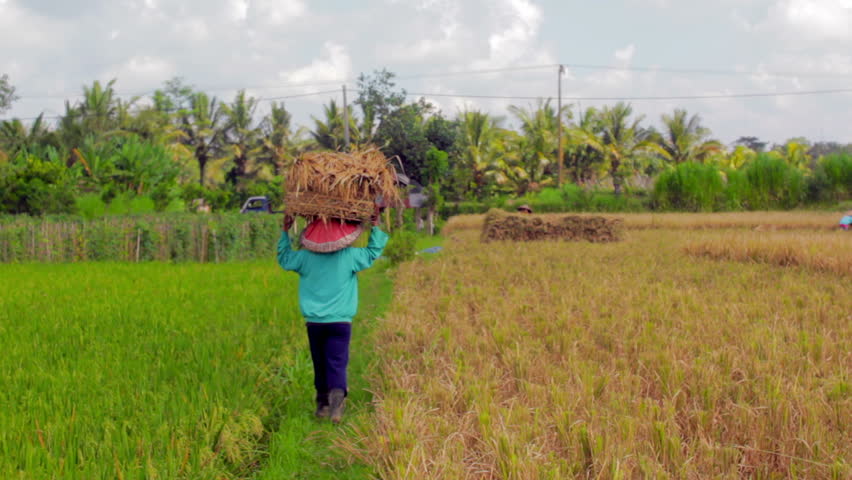 agriculture workers on rice field in Bali in the daytime