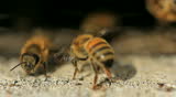 Bees Bees agriculture wax work working macro bugs teamwork honey nest team