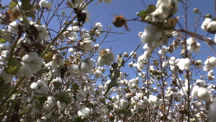 Walk Cotton Field, Walk between rows of tall, blooming cotton plants, days before harvest, blue sky. 1080p
