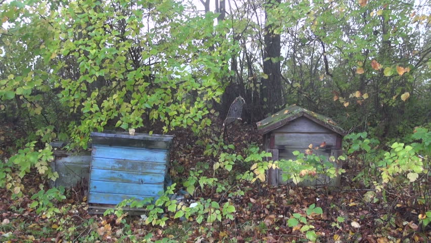 derelict beehives in old farm garden and autumn spiderweb