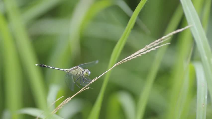 A common dragonfly is resting on the grassland
