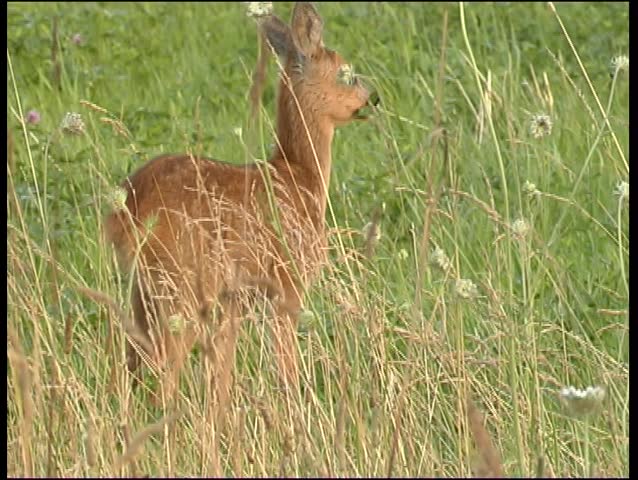 Doe with fawn, roe 