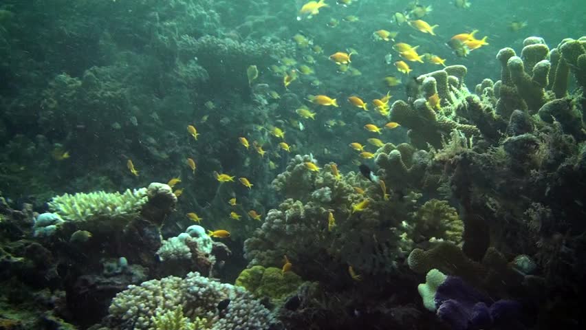 Bright orange reef fish shelter in the coral reef in Australia.