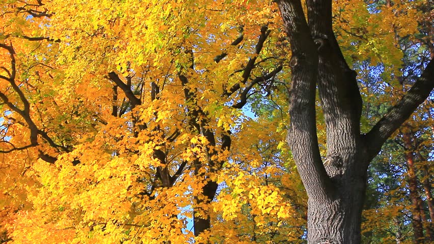 Maple