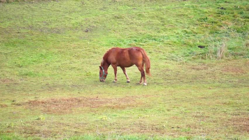 Horse in the paddock / horse