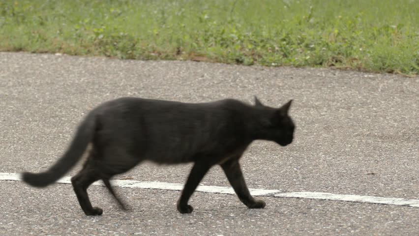 Black Cat Meaning In Japan