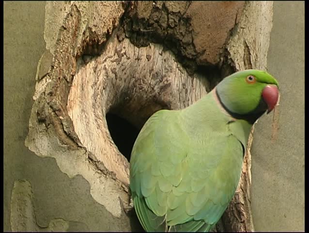 Ring-necked parakeet feeding squab 