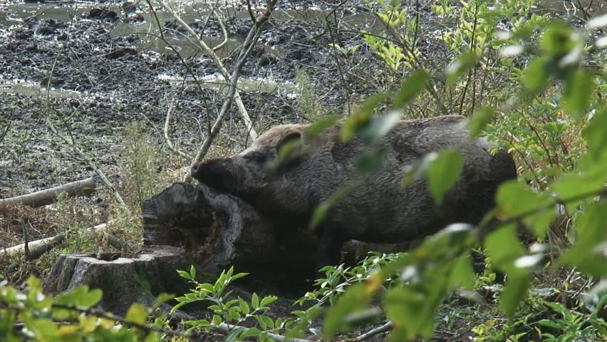 wild boar in natural habitat (sus scrofa) scrubbing the mud. Scrubbing is a method for parasite removal.
