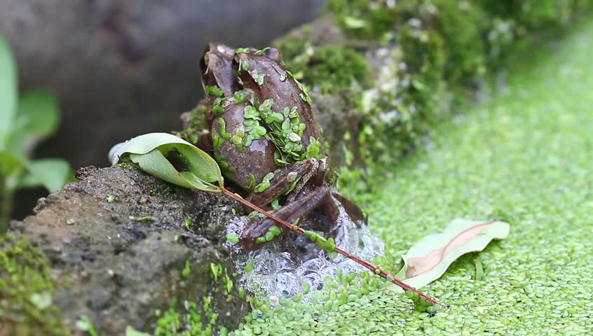 Breeding frogs