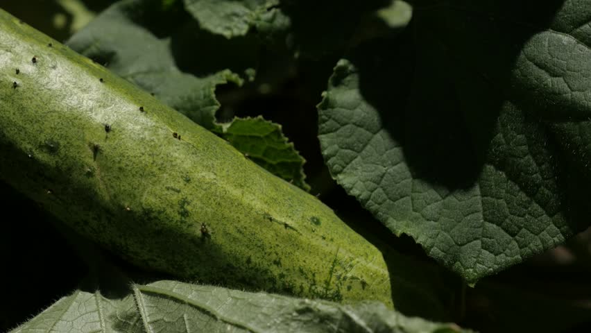 Header of Cucurbitaceae