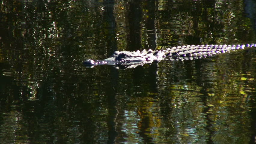 alligator in everglades