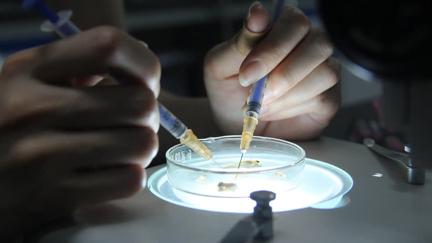 A girl is preparing of animal specimens.The bone specimen is hard to prepare.