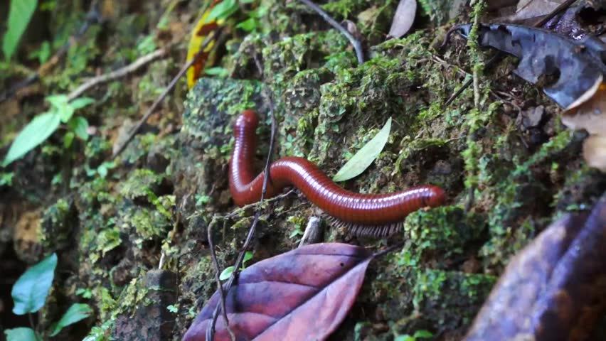 Giant Millipede 