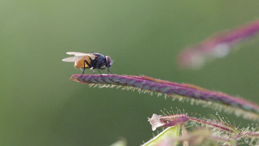 A small fly is cleaning itself on the mimosa leaf