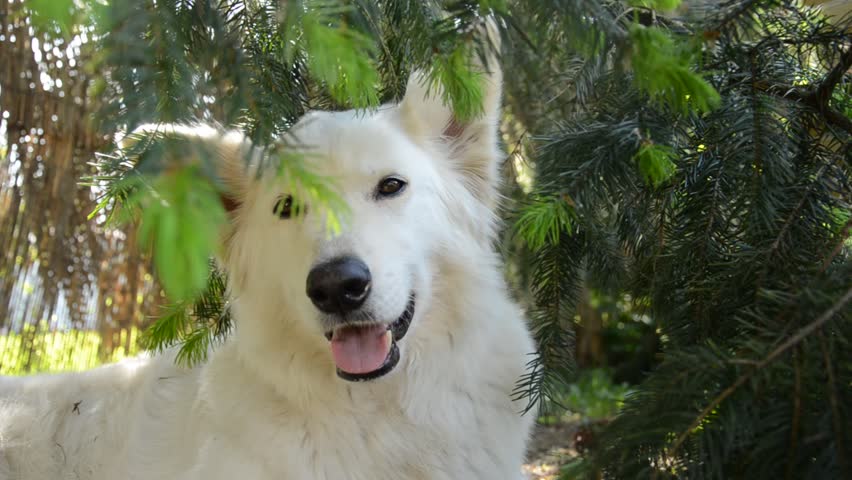 White Shepherd pants