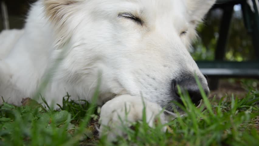 White Shepherd takes a break 