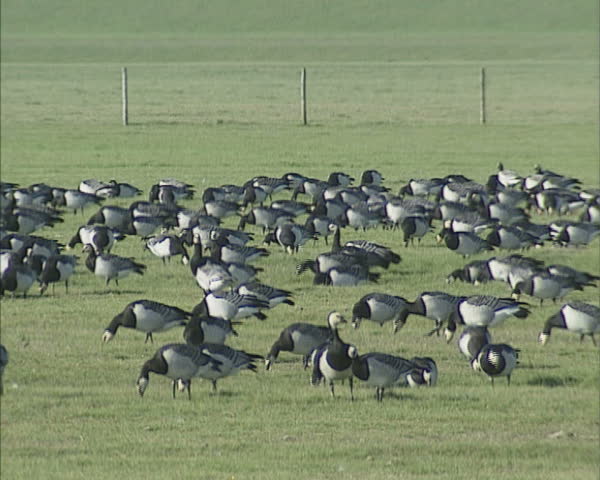 Migrating Barnacle geese (Branta leucopsis) forage in meadow Dutch polder