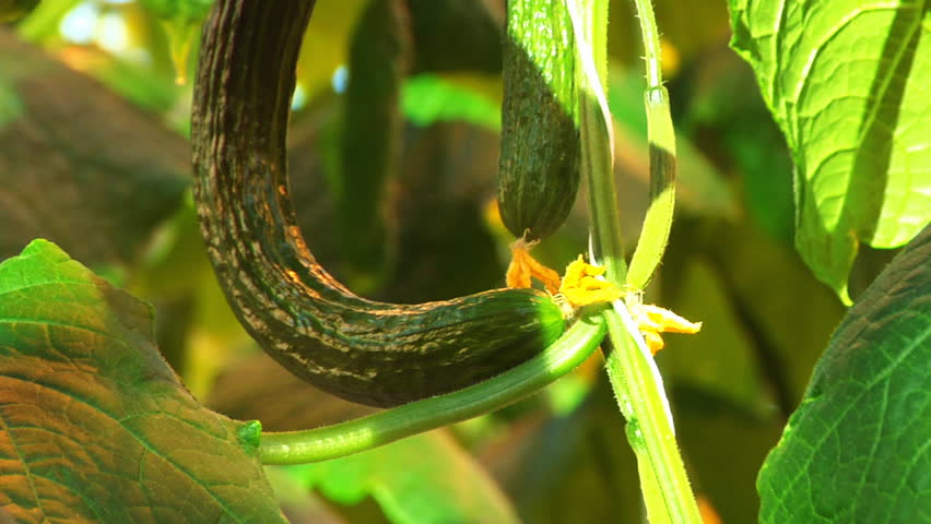 Hothouse cucumbers 