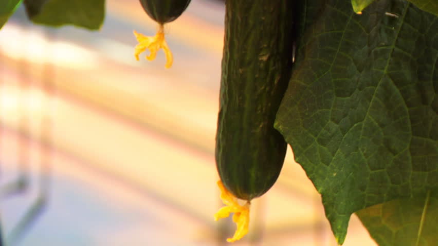 Hothouse cucumbers 